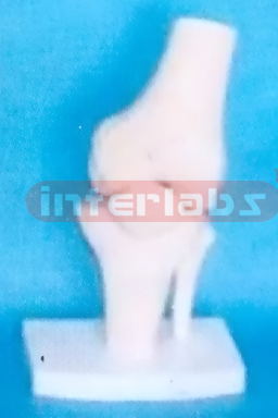 SMALL ADULT HUMAN KNEE JOINT